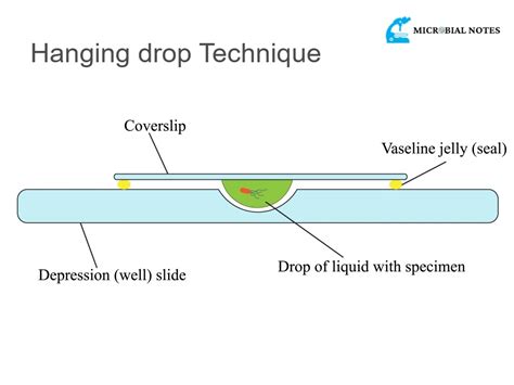 soft agar motility test|motility test hanging drop method.